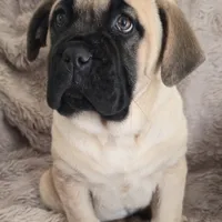Liberty, a female Cane Corso for sale in Mineral Wells, WV – Photo 4 of 8