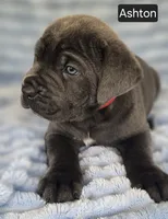 Ashton, a male Cane Corso for sale in Mineral Wells, WV – 9 of 9