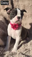 Daisy WEEKEND SPECIAL $250 OFF, a female Boston Terrier for sale in Mineral Wells, WV – 3 of 3