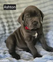 Ashton PENDING PICKUP AUGUST 6, a male Cane Corso for sale in Mineral Wells, WV – 2 of 10