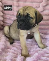 Abby, a female Cane Corso for sale in Mineral Wells, WV – 4 of 10