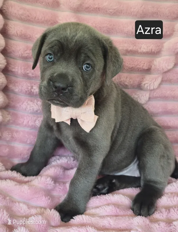 Azra – Cane Corso puppy for sale in Mineral Wells, WV
