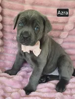 Azra, a female Cane Corso for sale in Mineral Wells, WV – 1 of 8