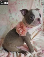 Clara, a female Boston Terrier for sale in Mineral Wells, WV – 9 of 10