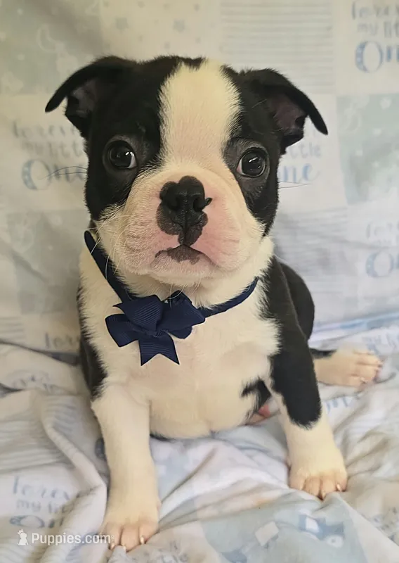 Chance – Boston Terrier puppy for sale in Mineral Wells, WV