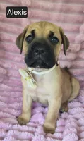 Alexis, a female Cane Corso for sale in Mineral Wells, WV – 4 of 8