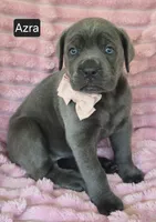Azra, a female Cane Corso for sale in Mineral Wells, WV – 3 of 8