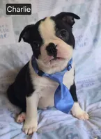 Chance, a male Boston Terrier for sale in Mineral Wells, WV – 5 of 10