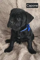 Capone, a male Cane Corso for sale in Mineral Wells, WV – Photo 4 of 8