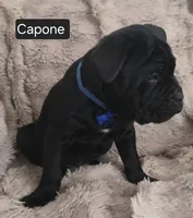 Capone, a male Cane Corso for sale in Mineral Wells, WV – Photo 3 of 8