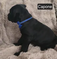 Capone, a male Cane Corso for sale in Mineral Wells, WV – Photo 8 of 8