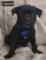 Capone, a male Cane Corso for sale in Mineral Wells, WV – Photo 1 of 8