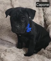 Capone, a male Cane Corso for sale in Mineral Wells, WV – Photo 6 of 8