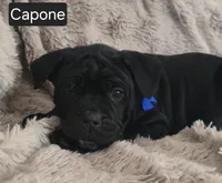 Capone, a male Cane Corso for sale in Mineral Wells, WV – Photo 2 of 8