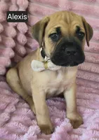 Alexis, a female Cane Corso for sale in Mineral Wells, WV – 2 of 8