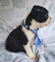 Chance, a male Boston Terrier for sale in Mineral Wells, WV – 8 of 10