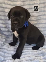 AJ, a male Cane Corso for sale in Mineral Wells, WV – 6 of 6