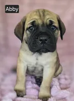 Abby, a female Cane Corso for sale in Mineral Wells, WV – 5 of 10