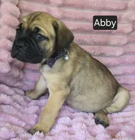 Abby, a female Cane Corso for sale in Mineral Wells, WV – 10 of 10