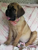 Abby, a female Cane Corso for sale in Mineral Wells, WV – 3 of 10