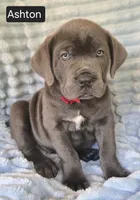 Ashton PENDING PICKUP AUGUST 6, a male Cane Corso for sale in Mineral Wells, WV – 4 of 10