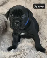 Sawyer, a male Cane Corso for sale in Mineral Wells, WV – Photo 1 of 3