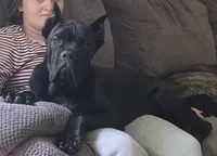 Anubis, a male Cane Corso for sale in Mineral Wells, WV – 1 of 2