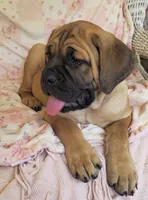 Abby, a female Cane Corso for sale in Mineral Wells, WV – 2 of 10