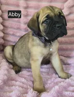 Abby, a female Cane Corso for sale in Mineral Wells, WV – 8 of 10