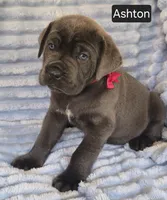 Ashton, a male Cane Corso for sale in Mineral Wells, WV – 6 of 9