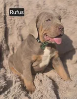 Rufus, a male Cane Corso for sale in Mineral Wells, WV – Photo 2 of 4