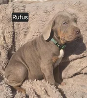Rufus, a male Cane Corso for sale in Mineral Wells, WV – Photo 3 of 4