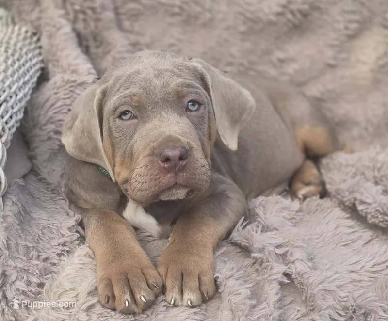 Rufus – Cane Corso puppy for sale in Mineral Wells, WV