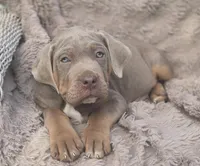 Rufus, a male Cane Corso for sale in Mineral Wells, WV – Photo 1 of 4