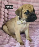 Alexis, a female Cane Corso for sale in Mineral Wells, WV – 5 of 8