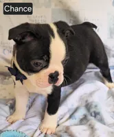 Chance, a male Boston Terrier for sale in Mineral Wells, WV – 2 of 10
