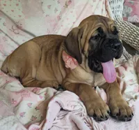 Abby, a female Cane Corso for sale in Mineral Wells, WV – 6 of 10