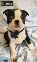 Chance, a male Boston Terrier for sale in Mineral Wells, WV – 9 of 10