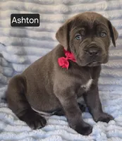 Ashton, a male Cane Corso for sale in Mineral Wells, WV – 3 of 9