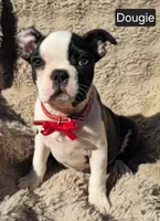 Douggie WEEKEND SPECIAL $250 OFF, a male Boston Terrier for sale in Mineral Wells, WV – 1 of 3