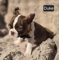 Duke WEEKEND SPECIAL $250 OFF, a male Boston Terrier for sale in Mineral Wells, WV – 2 of 3