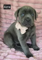 Azra, a female Cane Corso for sale in Mineral Wells, WV – 2 of 8