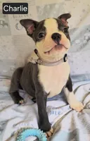 Charlie, a male Boston Terrier for sale in Mineral Wells, WV – 7 of 10