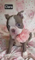 Clara, a female Boston Terrier for sale in Mineral Wells, WV – 2 of 10