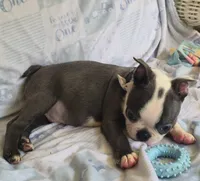 Charlie, a male Boston Terrier for sale in Mineral Wells, WV – 9 of 10