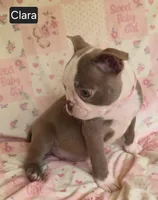 Clara, a female Boston Terrier for sale in Mineral Wells, WV – 6 of 10