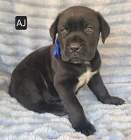 AJ, a male Cane Corso for sale in Mineral Wells, WV – 5 of 6