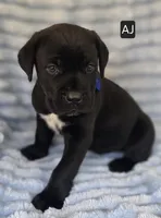 AJ, a male Cane Corso for sale in Mineral Wells, WV – 3 of 6