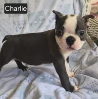 Charlie, a male Boston Terrier for sale in Mineral Wells, WV – 6 of 10