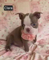 Clara, a female Boston Terrier for sale in Mineral Wells, WV – 10 of 10